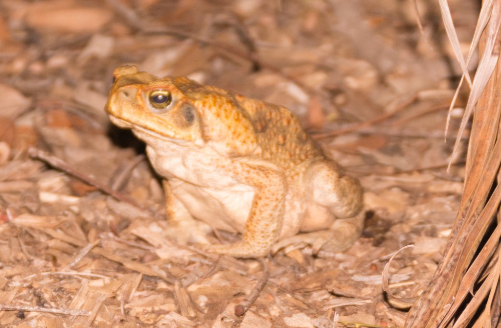 The Australian Story of the Cane Toad