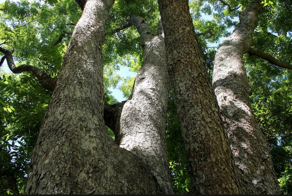 Australian Red Cedar (Toona ciliata var. australis)