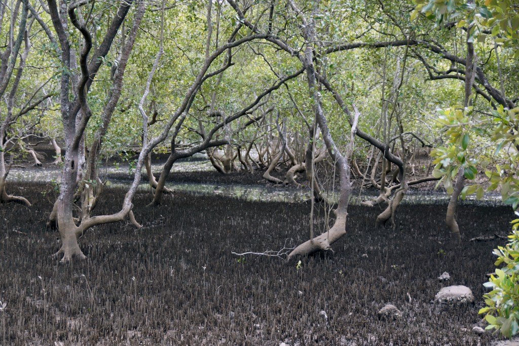 Mangroves of Australia